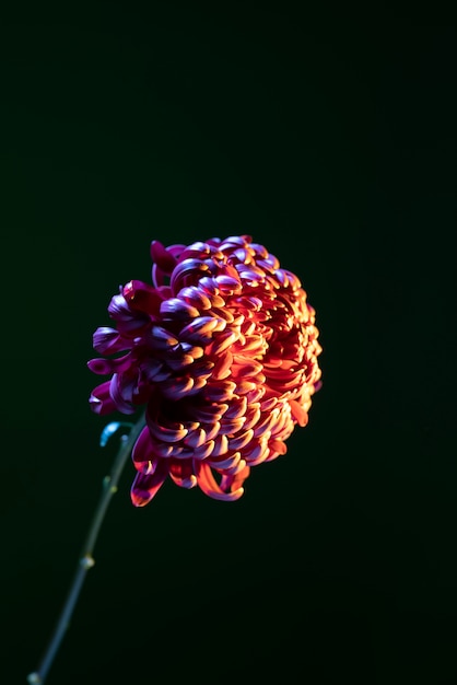 Chrysanthemum flower against black background