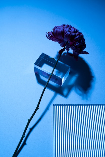 Chrysanthemum flower against glass podium and on blue background