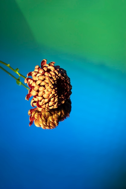 Chrysanthemum flower against gradient background