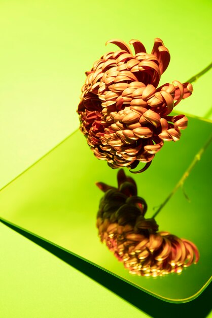 Chrysanthemum flower against mirror and green background