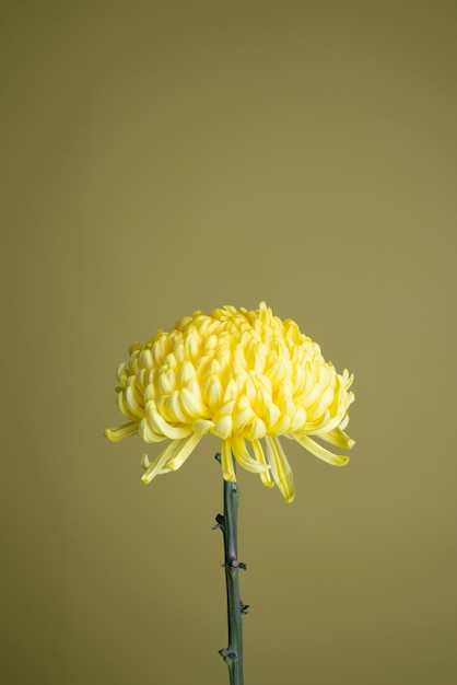 Free photo chrysanthemum flower against yellow background