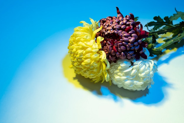 Chrysanthemum flowers against blue background