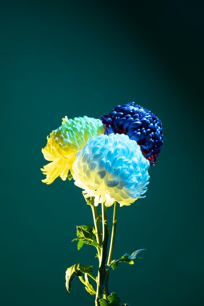 Free photo chrysanthemum flowers against gradient background