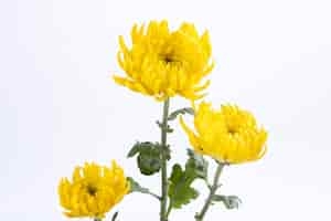 Free photo chrysanthemum flowers isolated on a white wall