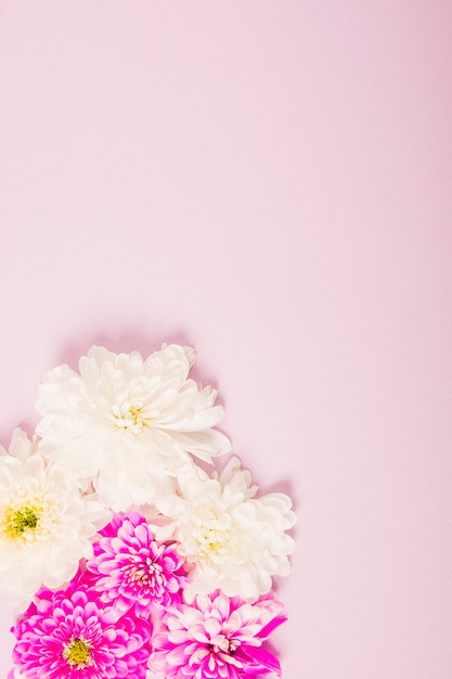 Chrysanthemum pink and white flower on pink background