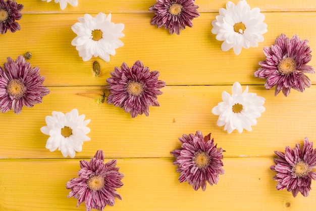 Free photo chrysanthemum and white daisy flowers on yellow wooden plank