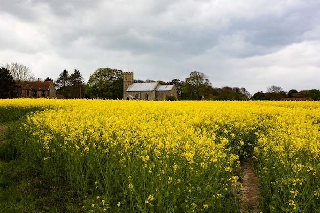 Free Photo church in the vast field with yellow rapeseed in norfolk, uk