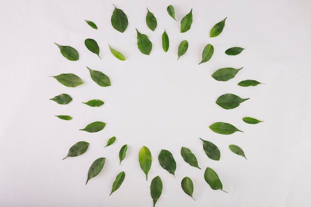 Free Photo circle from green leaves