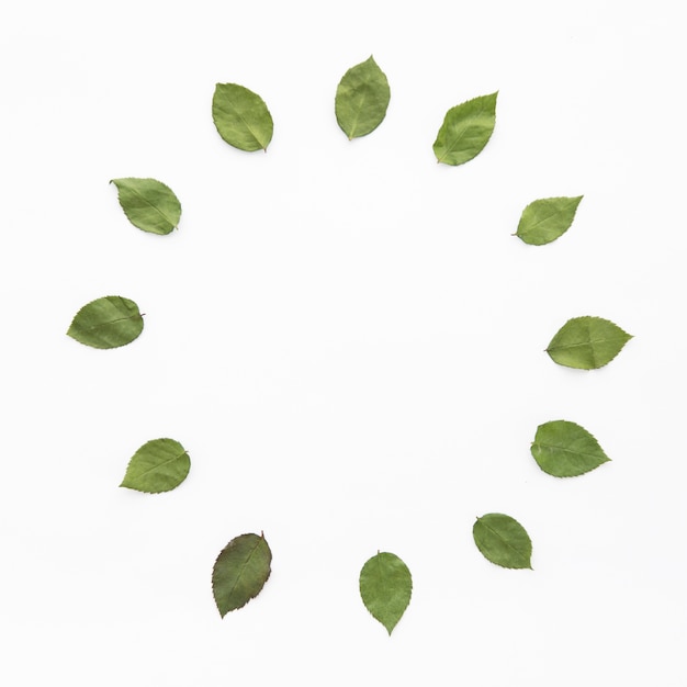 Free photo circle from small leaves