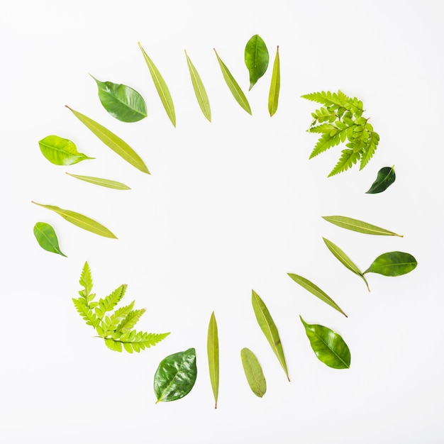 Free photo circle from various green leaves