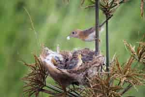 Free photo cisticola exilis bird feeding its chicks in a cage baby cisticola exilis bird waiting for food from its mother cisticola exilis bird on branch