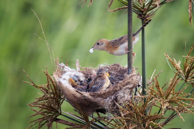 Free Photo cisticola exilis bird feeding its chicks in a cage baby cisticola exilis bird waiting for food from its mother cisticola exilis bird on branch