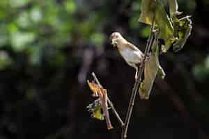 Free photo cisticola exilis bird feeding its chicks in a cage baby cisticola exilis bird waiting for food from its mother cisticola exilis bird on branch