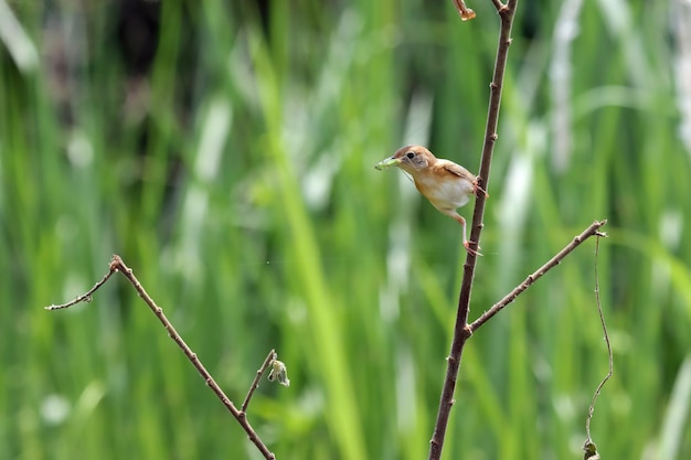 Cisticola exilis bird feeding its chicks in a cage Baby Cisticola exilis bird waiting for food from its mother Cisticola exilis bird on branch