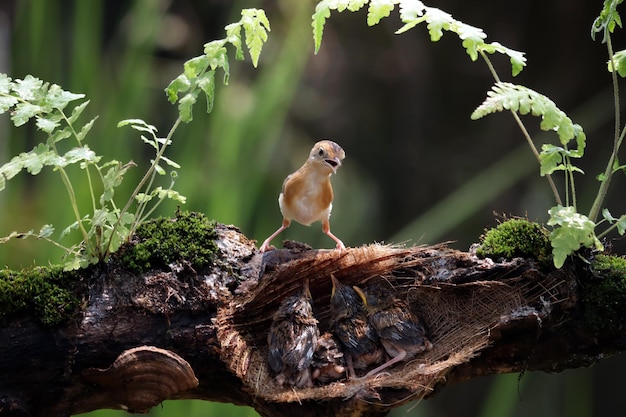 Free photo cisticola exilis bird feeding its chicks in a cage baby cisticola exilis bird waiting for food from its mother cisticola exilis bird on branch