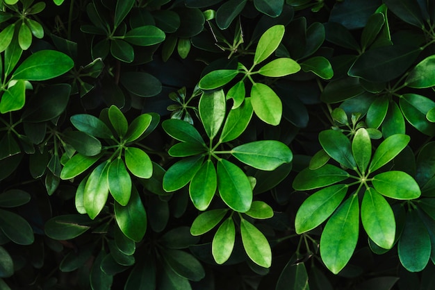 Free photo clean green botanical leaves in the garden