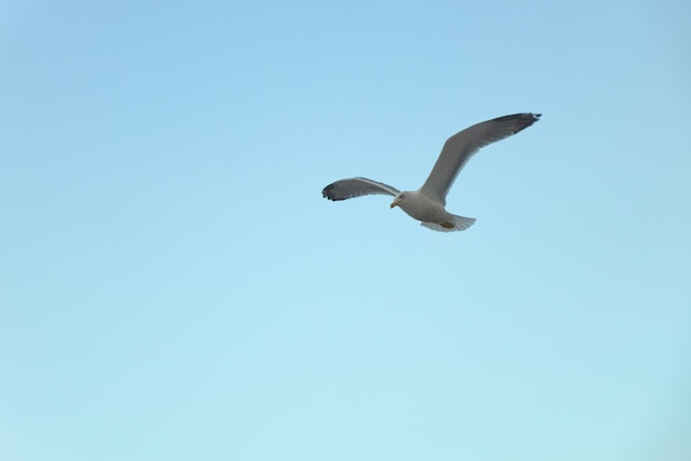 Free Photo in a clear blue sky a lone gull flies