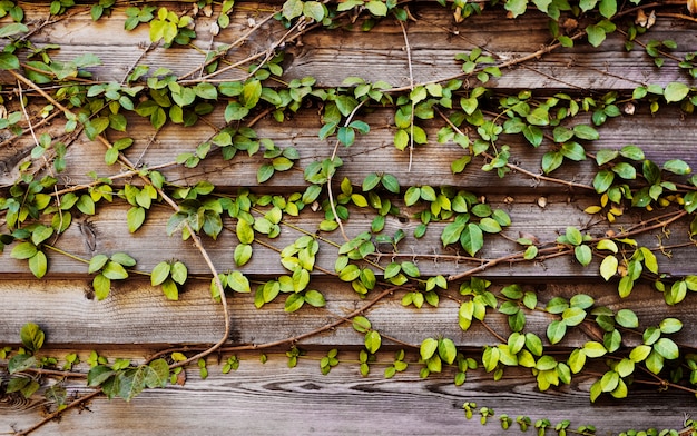 Free Photo climber plants with horizon wooden plank