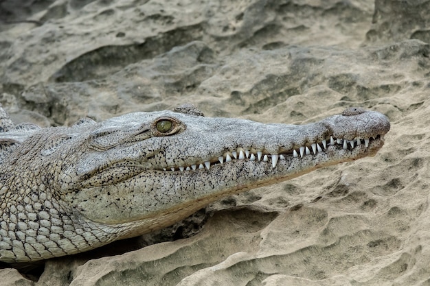 Close angle shot of a part of a crocodile's head put on sand