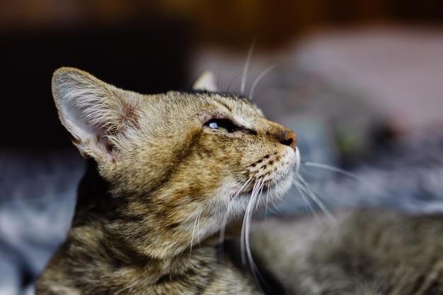 Close portrait of beautiful stripped cat relaxing on zebra blanket