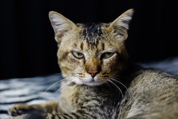 Free Photo close portrait of beautiful stripped cat relaxing on zebra blanket