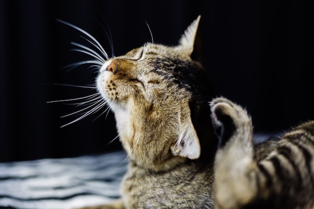 Close portrait of beautiful stripped cat relaxing on zebra blanket