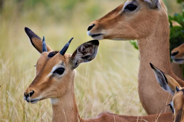 Close shot of a baby deer near its mother in a dry grassy field