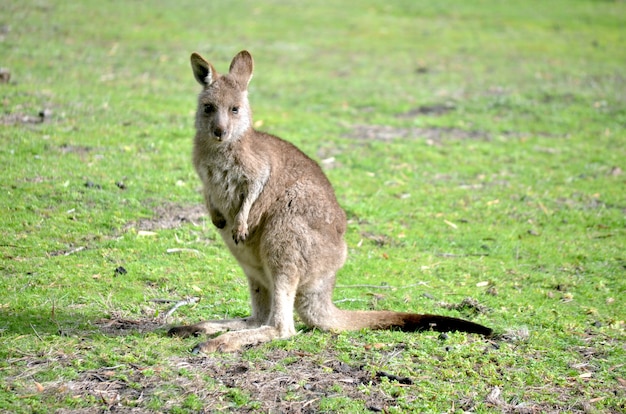 Free Photo close shot of a baby kangaroo standing on a grassy field with a blurred background