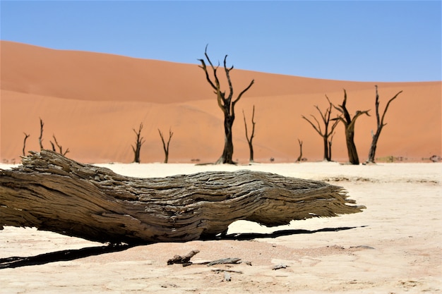 Close shot of a broken camel thorn tree in the desert with sand dunes and a clear sky