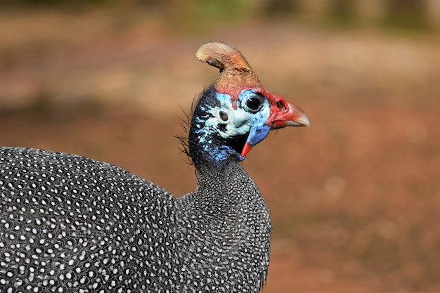 Free photo close shot of a guinea fowl with a blurred field