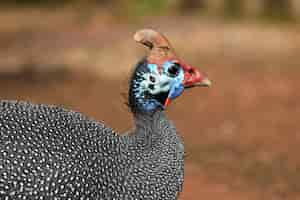 Free photo close shot of a guinea fowl with a blurred field