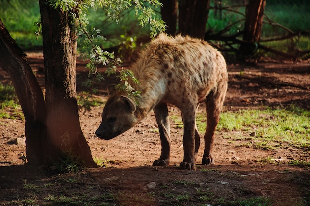 Free photo close shot of a hyena near a tree