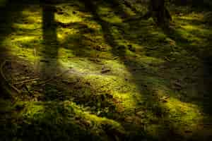 Free photo close shot of a mossy ground with pine cones at daytime