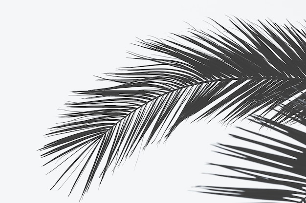 Free photo close shot of palm tree leaf with a white surface