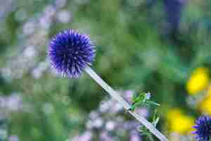 Free photo close shot of a purple plant with a blurred