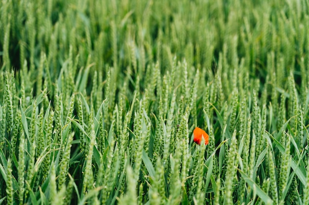 Free Photo close shot of a red flower in a sweetgrass field