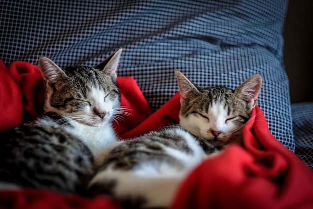 Free Photo close shot of two cute cats sleeping in a red blanket