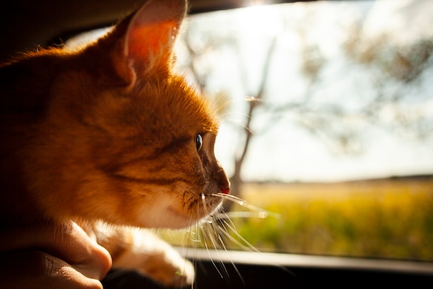 Free Photo close-up adorable cat looking on window car