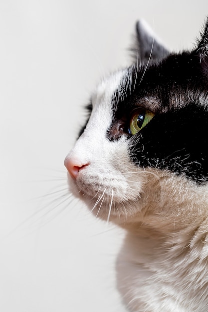 Close up adorable cat with white background