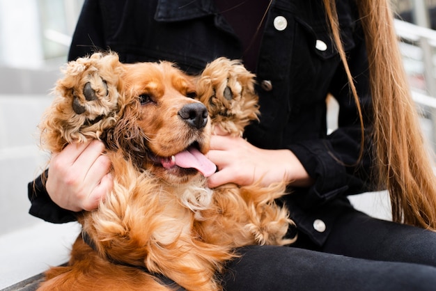 Free photo close-up adorable cocker spaniel