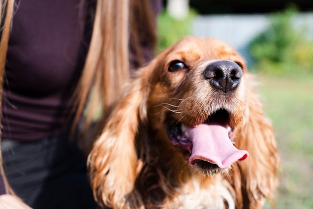 Close-up adorable cocker spaniel