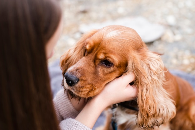 Free Photo close-up adorable cocker spaniel