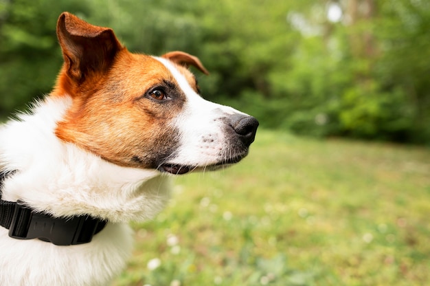 Close-up adorable dog enjoying walk in the park