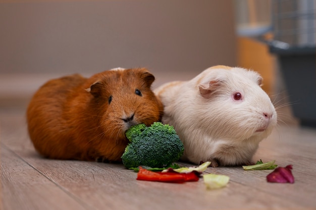 Free photo close up on adorable guinea pigs eating