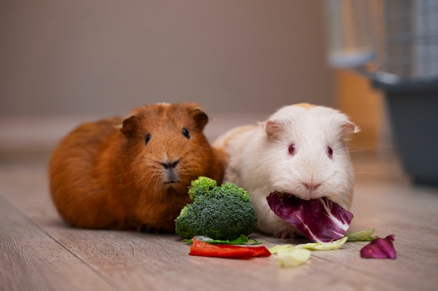 Free Photo close up on adorable guinea pigs eating