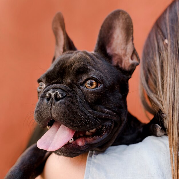 Close-up adorable little french bulldog