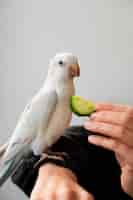 Free photo close up on adorable parrot eating