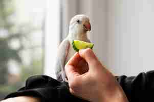 Free photo close up on adorable parrot eating