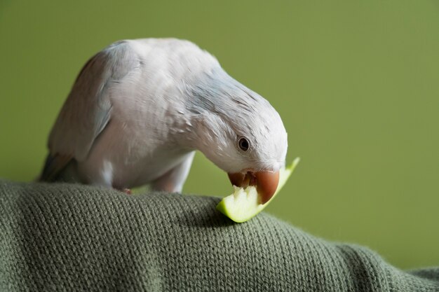 Free Photo close up on adorable parrot eating