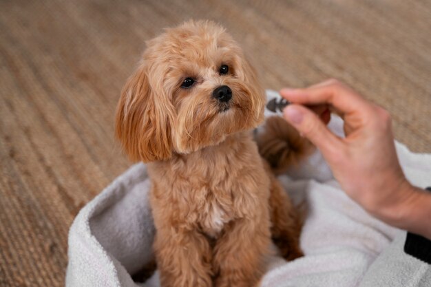 Free Photo close up on adorable pet eating